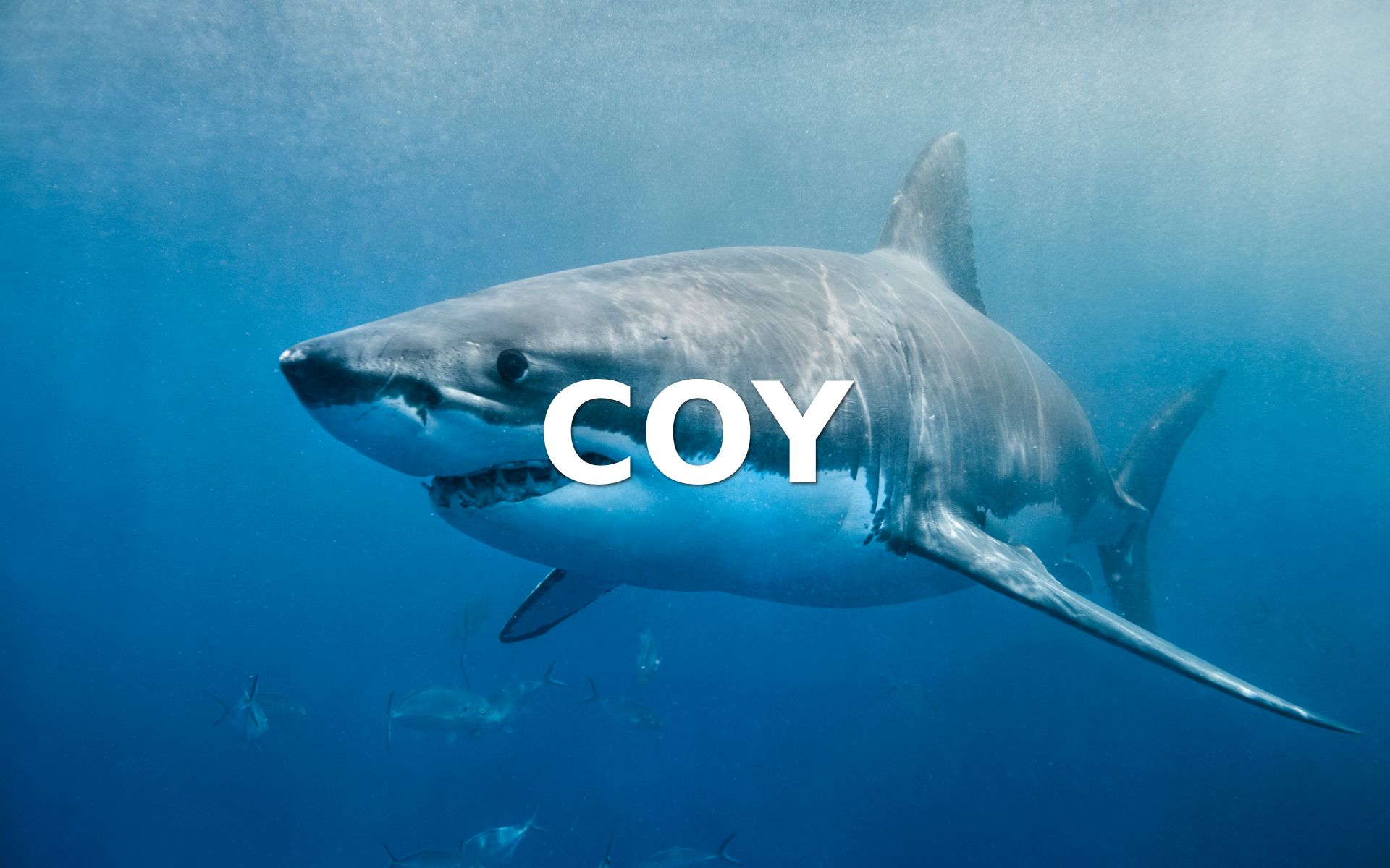 Náhľad webu coy.sk